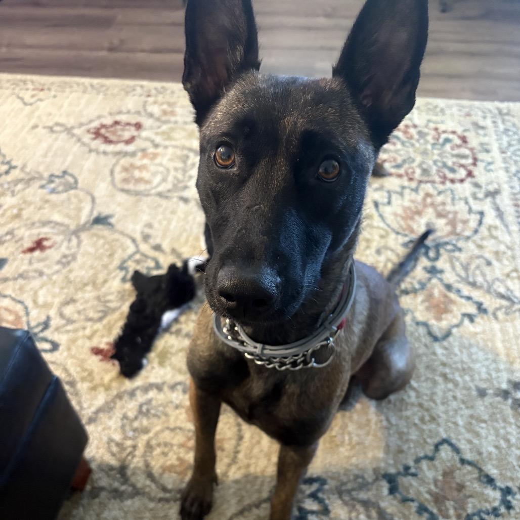 Enlarge Riley Bia, a Adoptable Belgian Shepherd / Malinois in Duck River, TN image 3/5