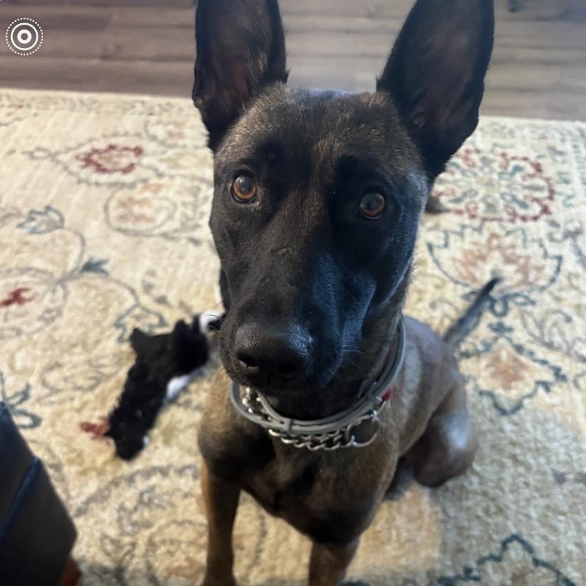Enlarge Riley Bia, a Adoptable Belgian Shepherd / Malinois in Duck River, TN image 4/5