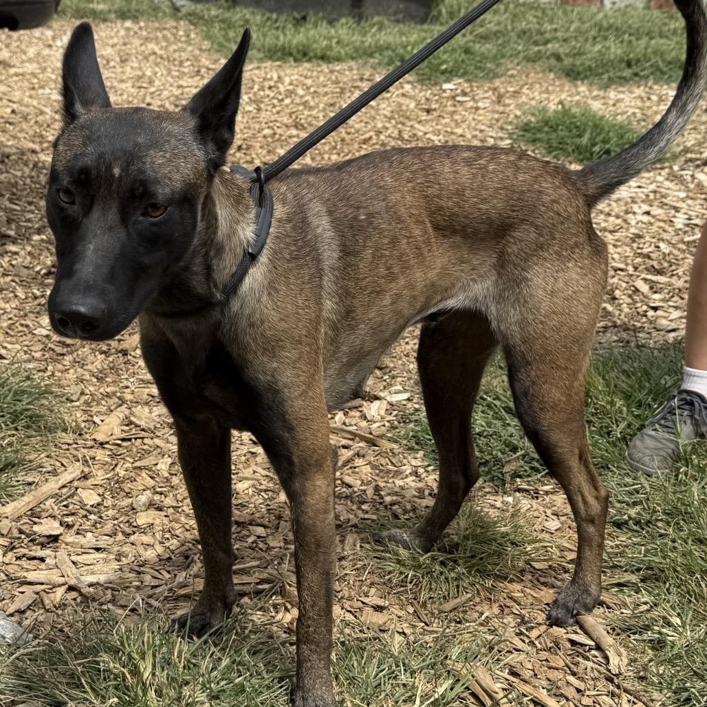 Enlarge Riley Bia, a Adoptable Belgian Shepherd / Malinois in Duck River, TN image 5/5