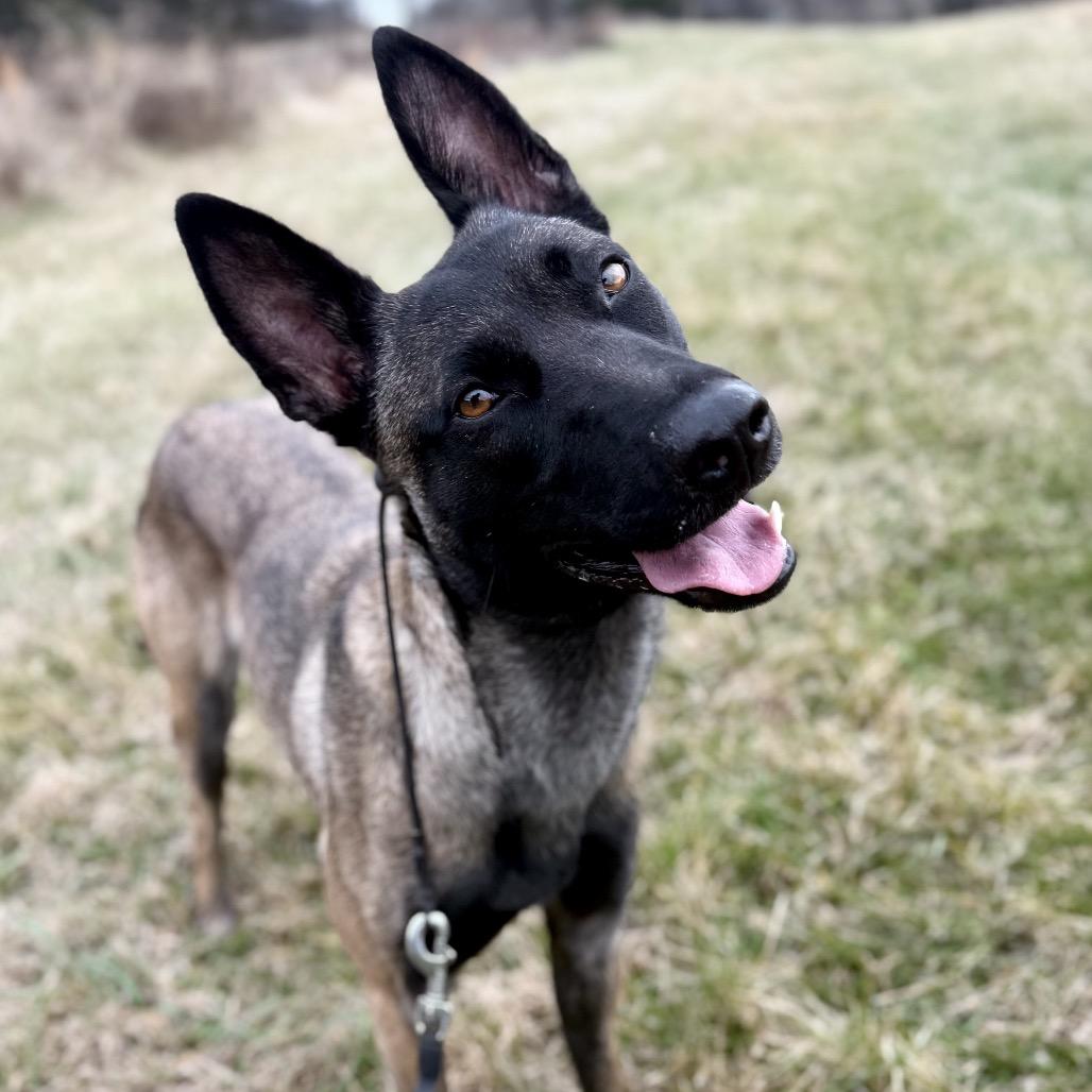 Enlarge Riley Bia, a Adoptable Belgian Shepherd / Malinois in Duck River, TN image 6/6