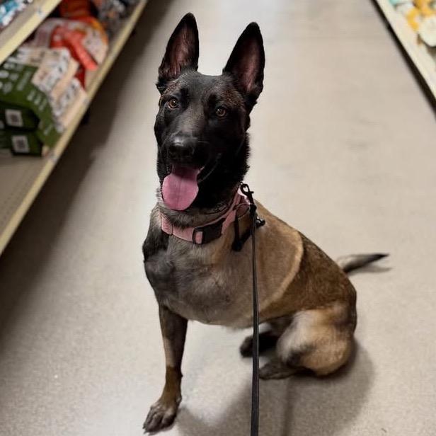 Enlarge Riley, a Adoptable Belgian Shepherd / Malinois in Duck River, TN image 6/6