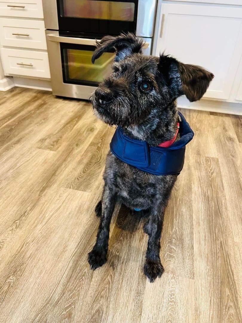 Clark, Adopted, Senior Male Giant Schnauzer.