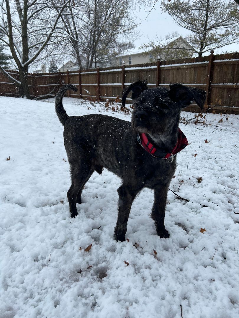 Clark, a Adopted Giant Schnauzer in Indianapolis, IN image 2/6
