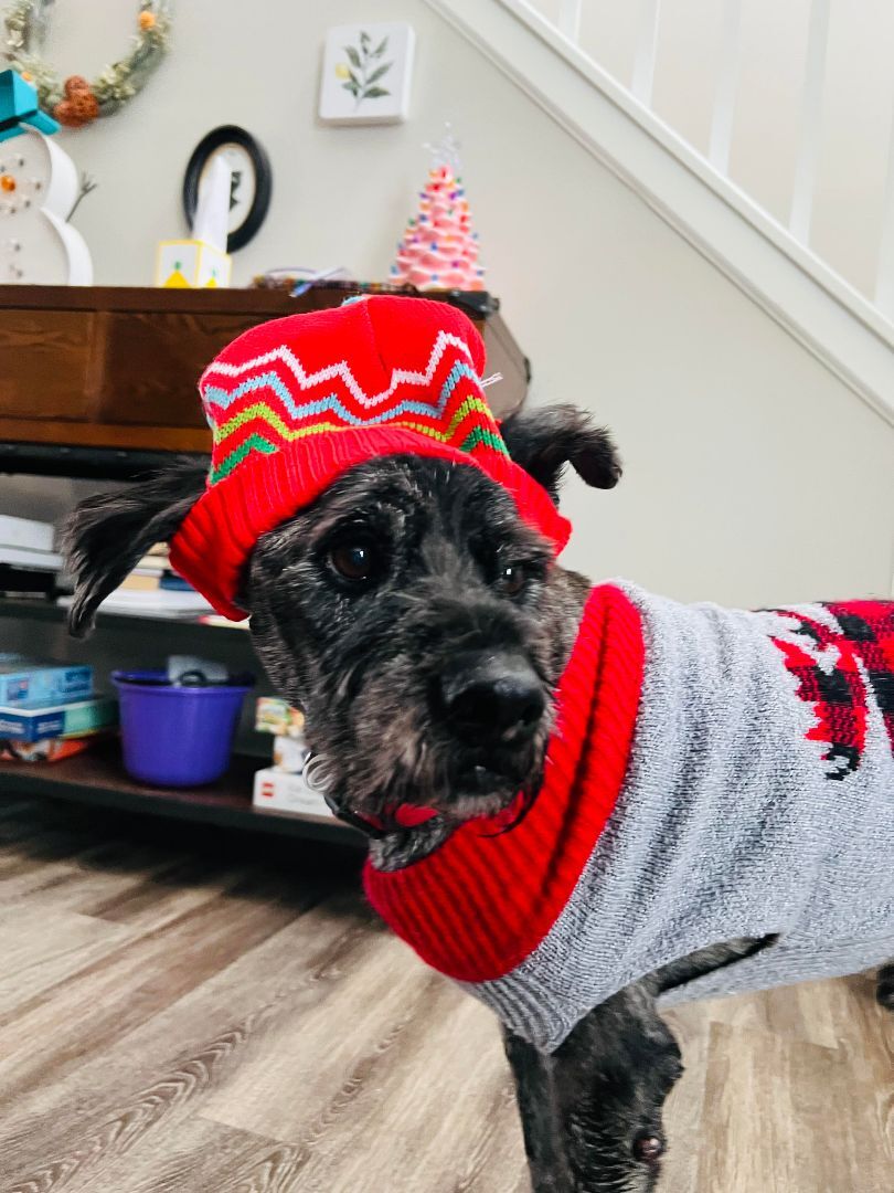 Clark, a Adopted Giant Schnauzer in Indianapolis, IN image 3/6