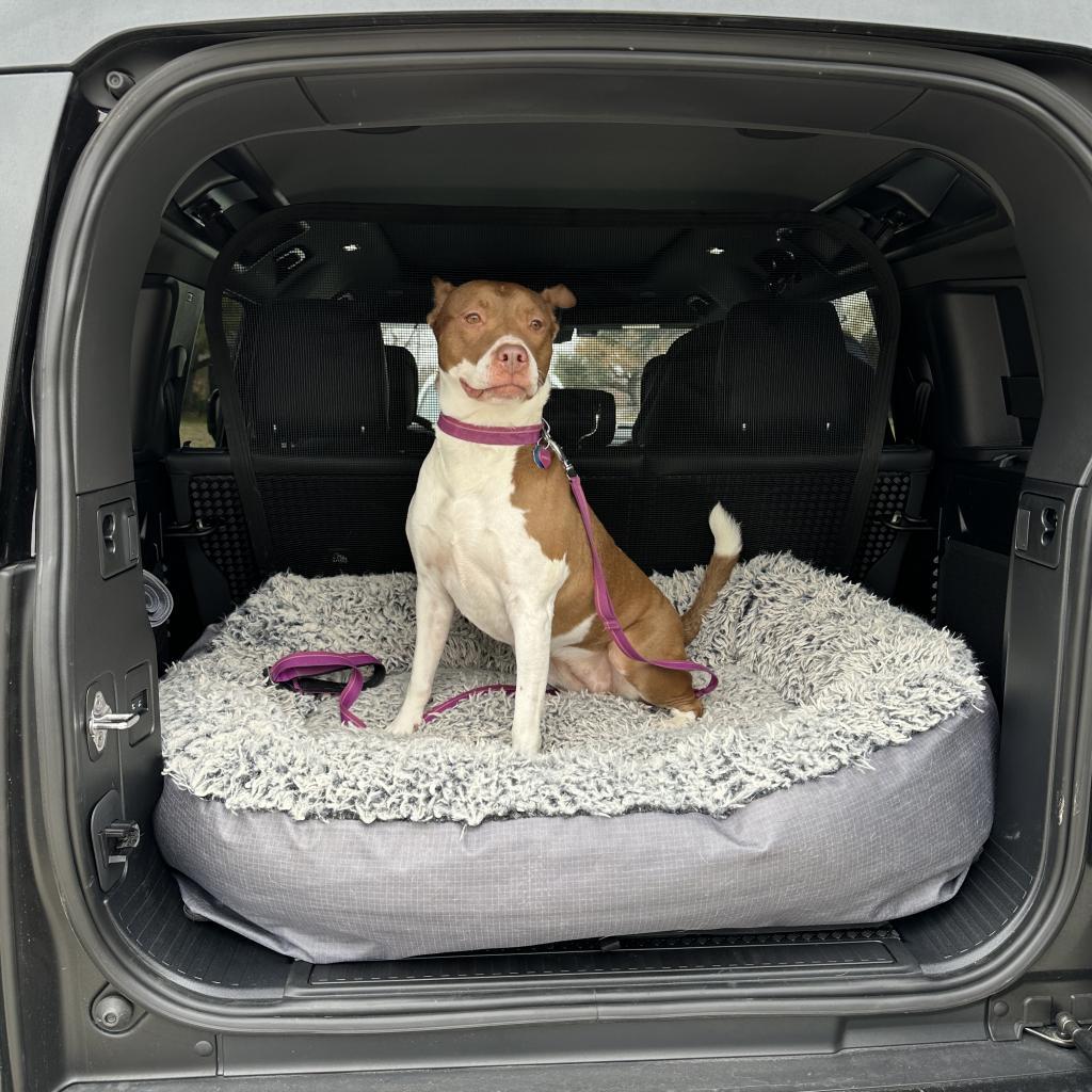 Enlarge Kimber, a Adoptable Pit Bull Terrier in Dallas, TX image 1/6