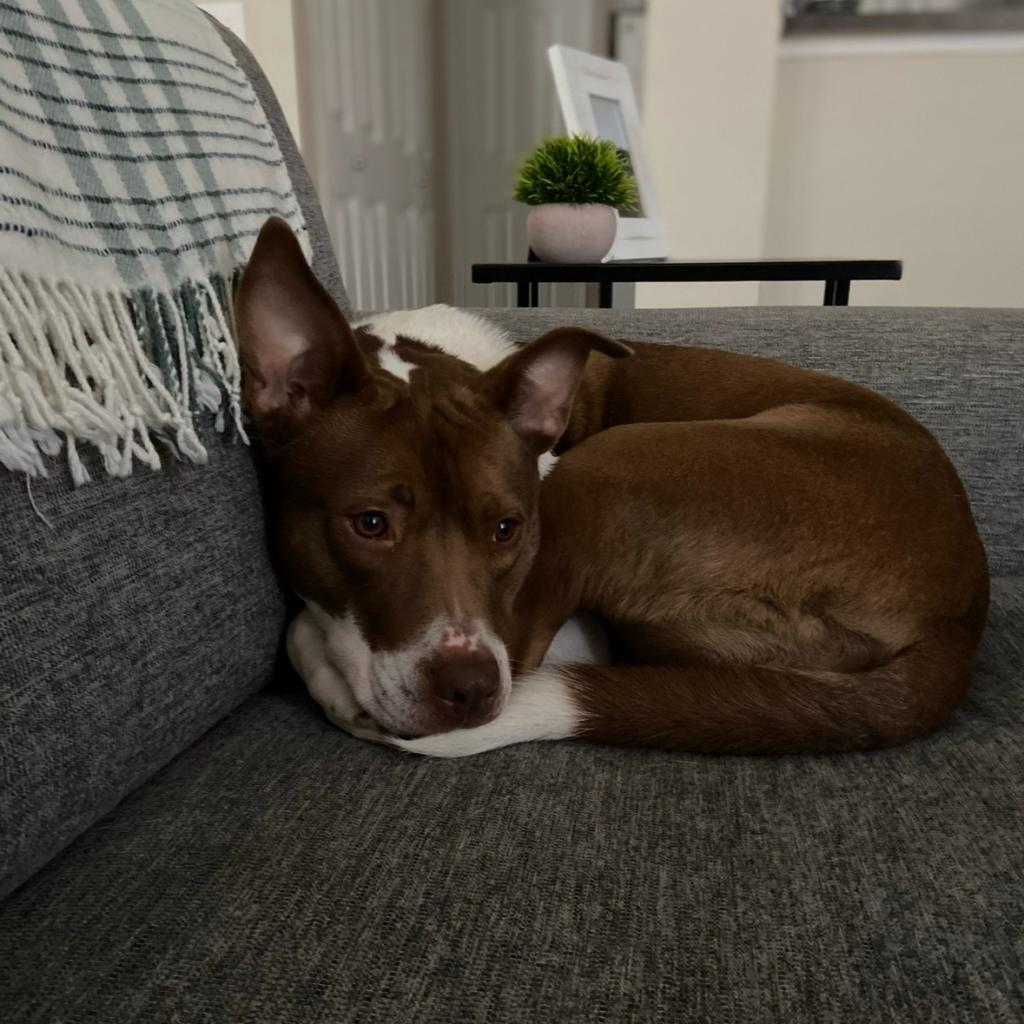 Enlarge Kimber, a Adoptable Pit Bull Terrier in Dallas, TX image 2/6