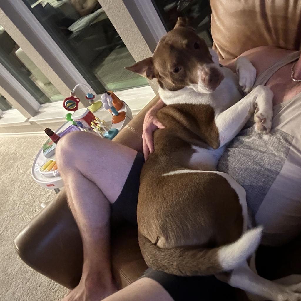 Enlarge Kimber, a Adoptable Pit Bull Terrier in Dallas, TX image 3/6