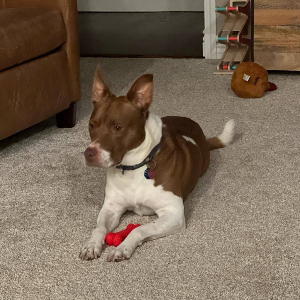Enlarge Kimber, a Adoptable Pit Bull Terrier in Dallas, TX image 4/6