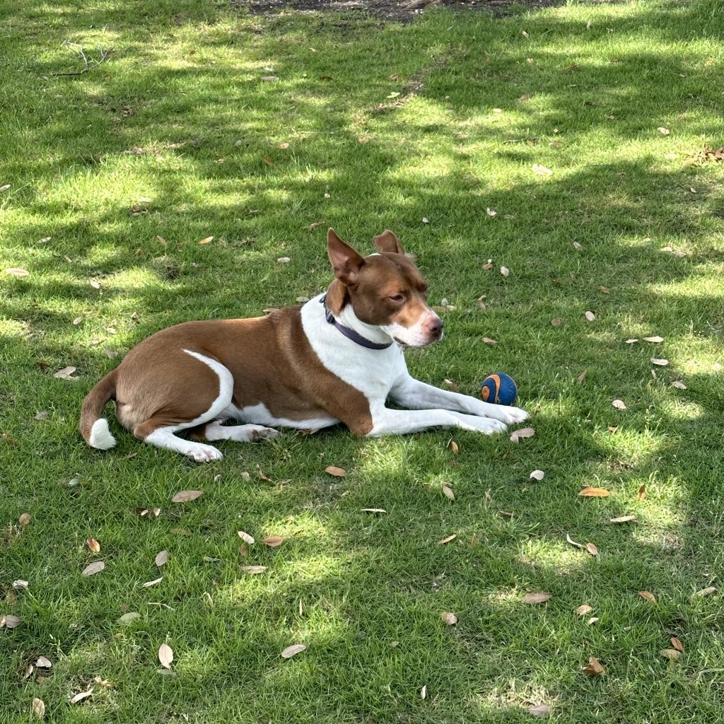 Enlarge Kimber, a Adoptable Pit Bull Terrier in Dallas, TX image 5/6