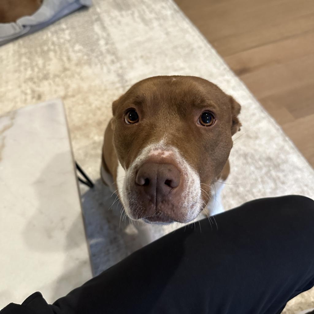Enlarge Kimber, a Adoptable Pit Bull Terrier in Dallas, TX image 6/6