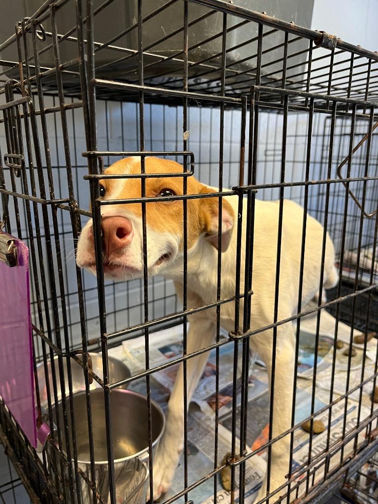 Enlarge Siri, a Adoptable mixed breed in Greenwood, MS image 3/3