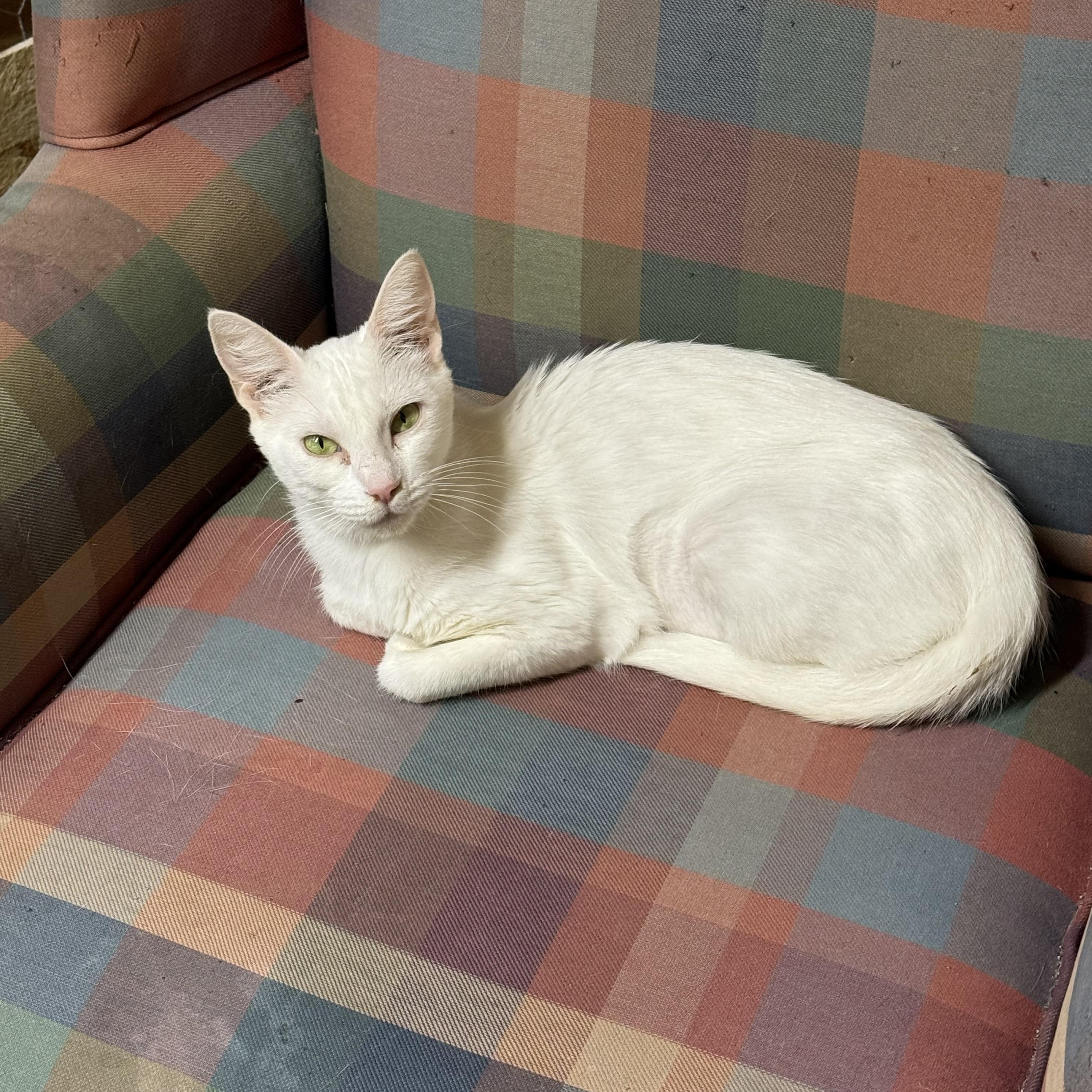 Enlarge Snowy, a Adoptable Domestic Short Hair in Ludington, MI image 1/2