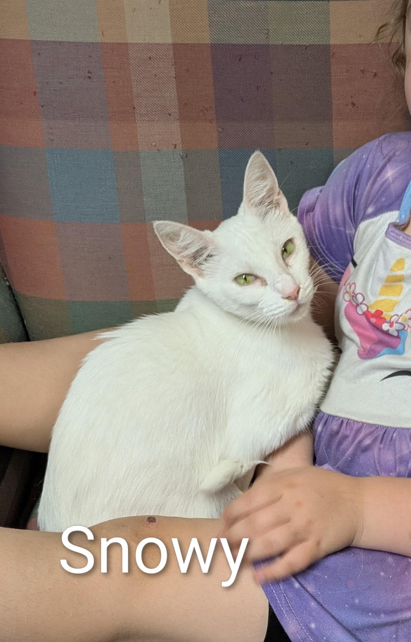 Enlarge Snowy, a Adoptable Domestic Short Hair in Ludington, MI image 2/2