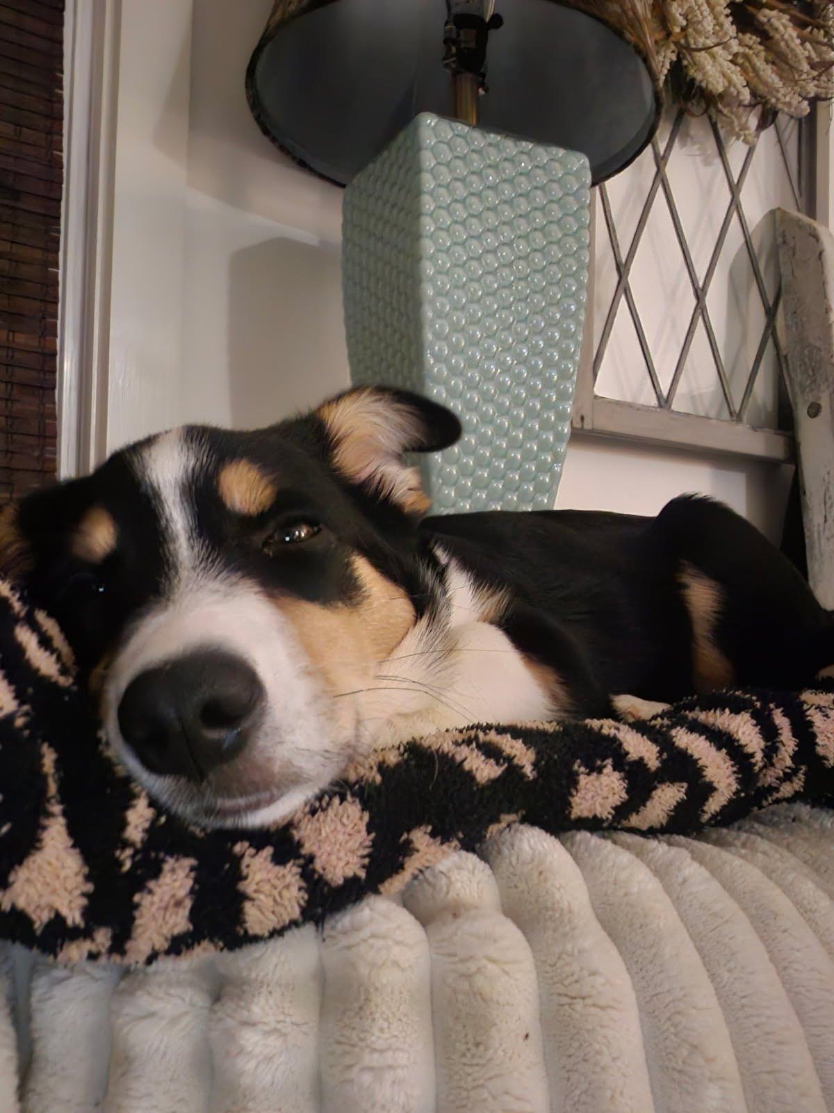 Enlarge Theodore, a Adoptable mixed breed in Knoxville, TN image 2/4