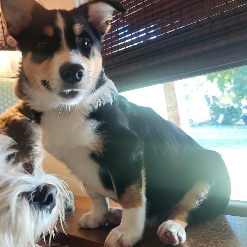 Theodore, Adoptable, Puppy Male Cardigan Welsh Corgi.