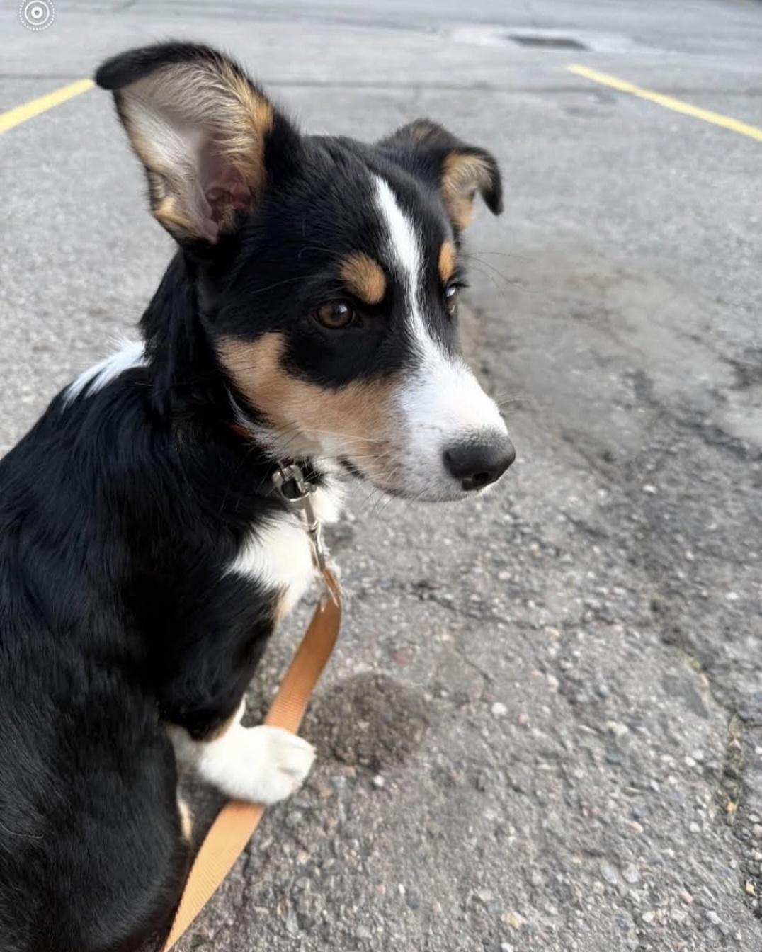 Enlarge Theodore, a Adoptable mixed breed in Knoxville, TN image 3/4