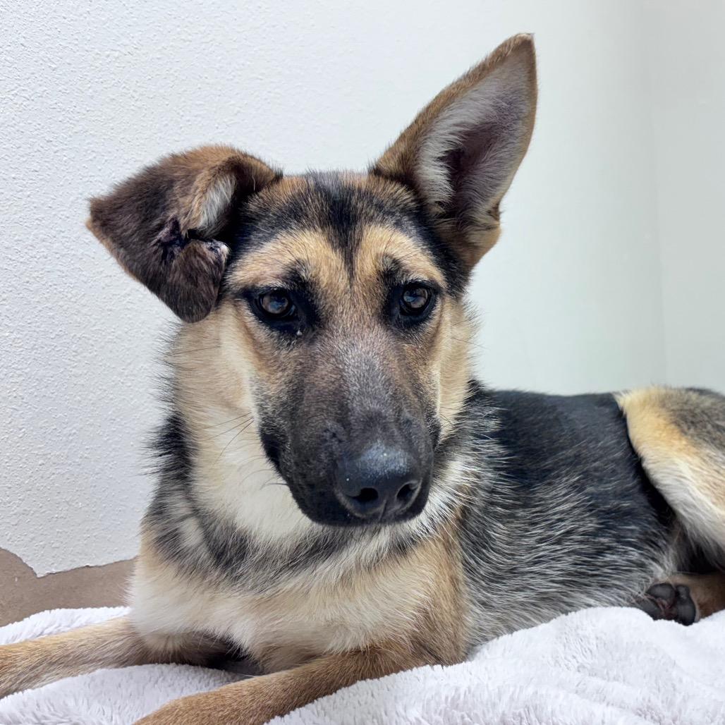 Judy, Adoptable, Young Female Shepherd.