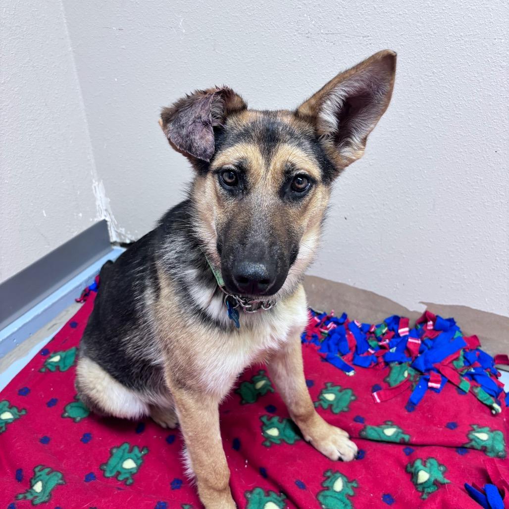 Enlarge Judy, a Adoptable Shepherd in Bismarck, ND image 3/6