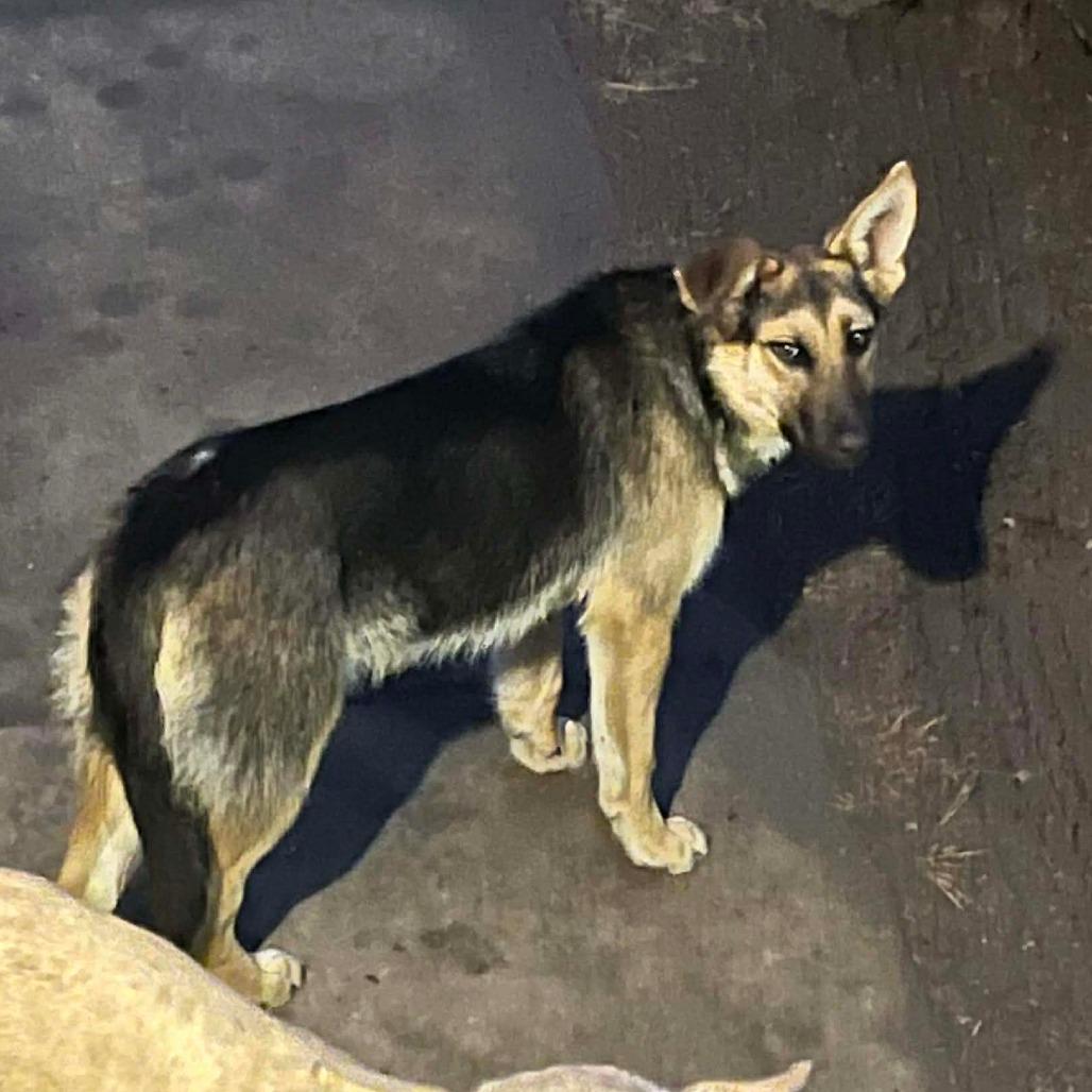 Enlarge Judy, a Adoptable Shepherd in Bismarck, ND image 6/6