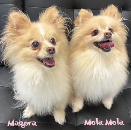 Enlarge Mola Mola, a Adoptable mixed breed in Mason, MI image 2/2