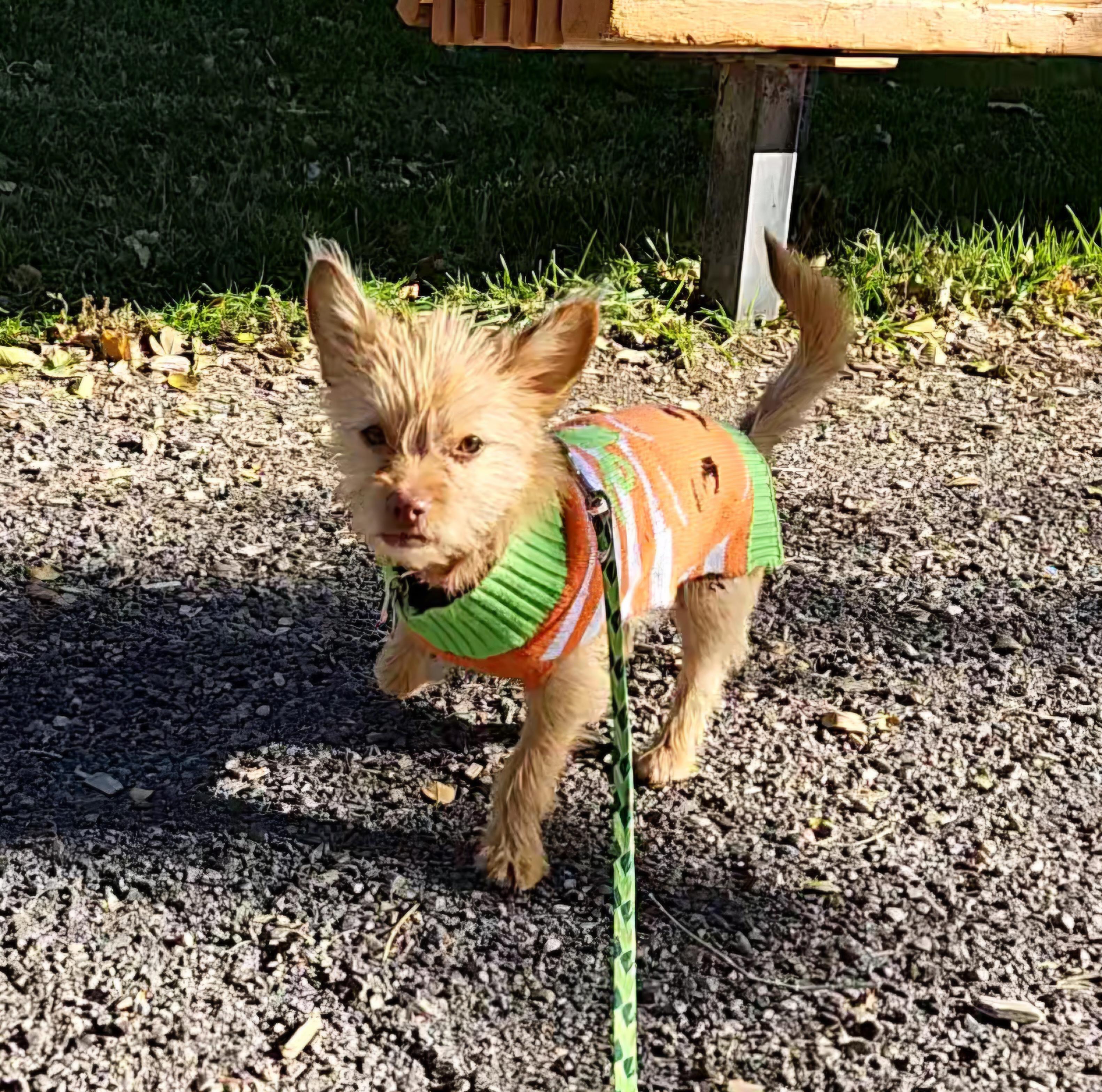 Skye, a Adoptable mixed breed in Chubbuck, ID image 4/6