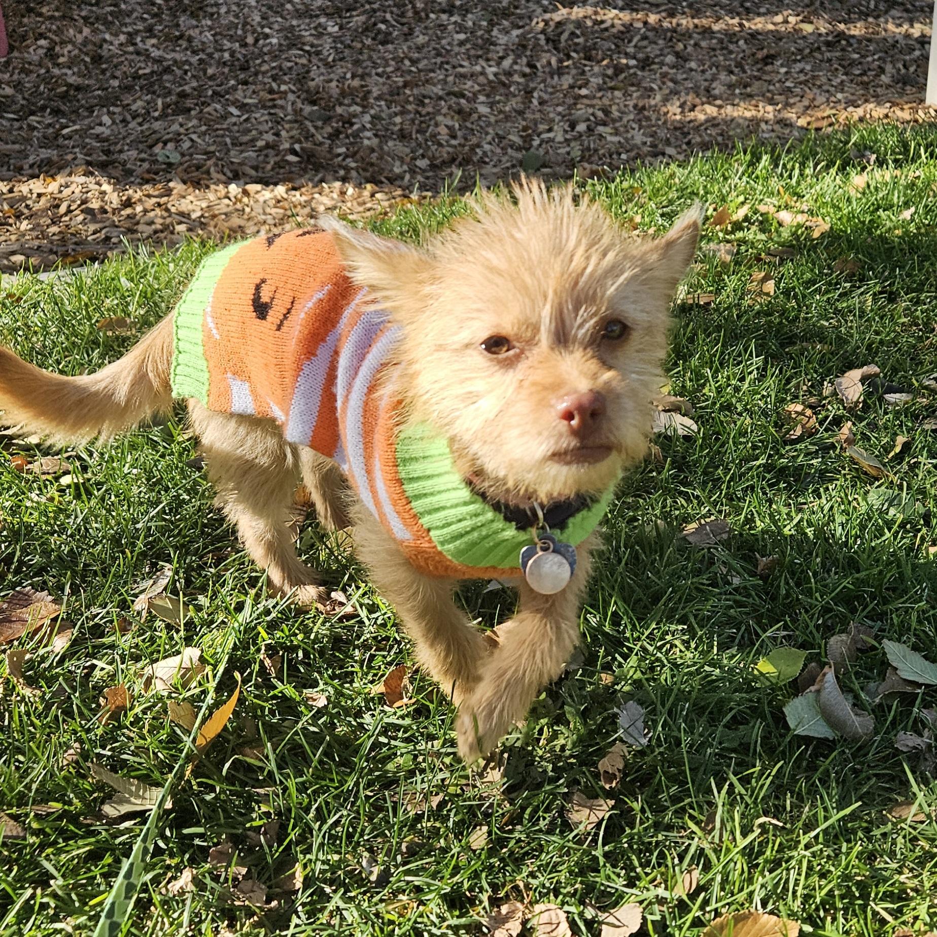 Skye, a Adoptable mixed breed in Chubbuck, ID image 3/6