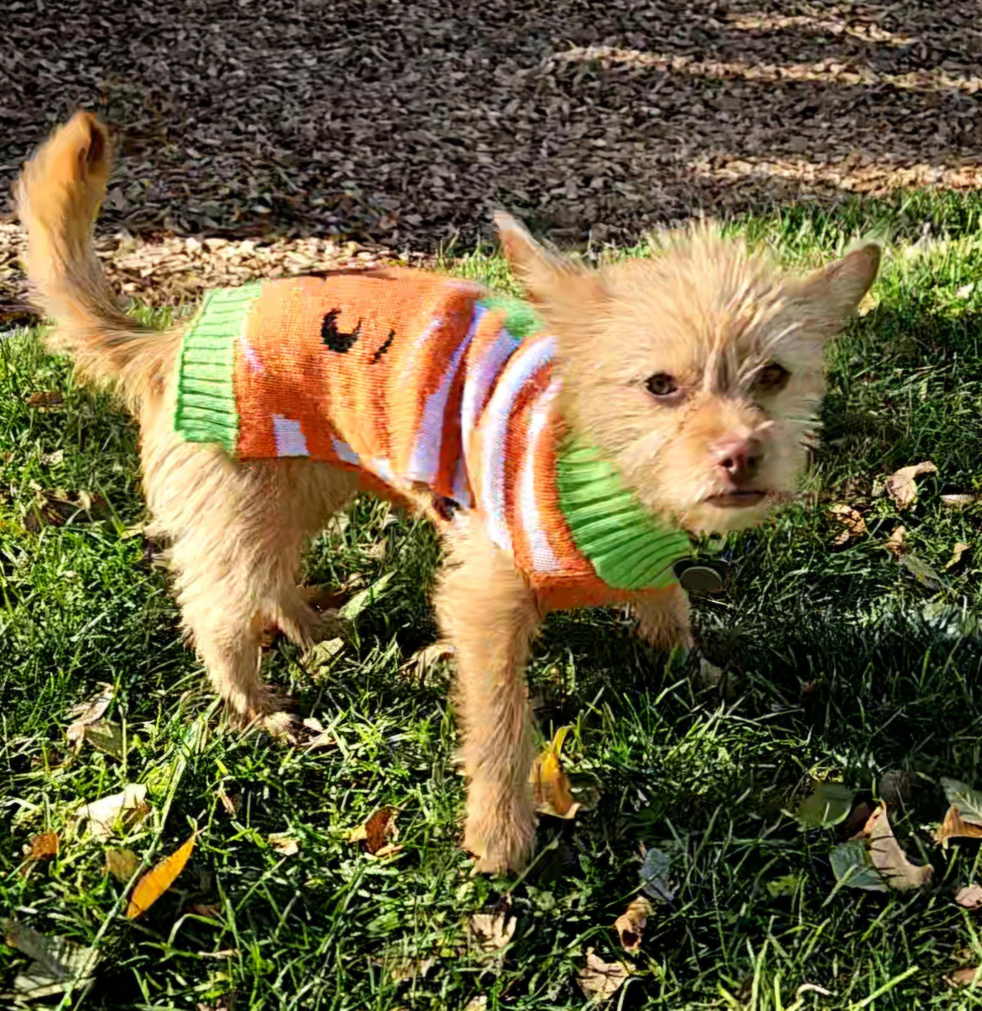 Skye, a Adoptable mixed breed in Chubbuck, ID image 6/6