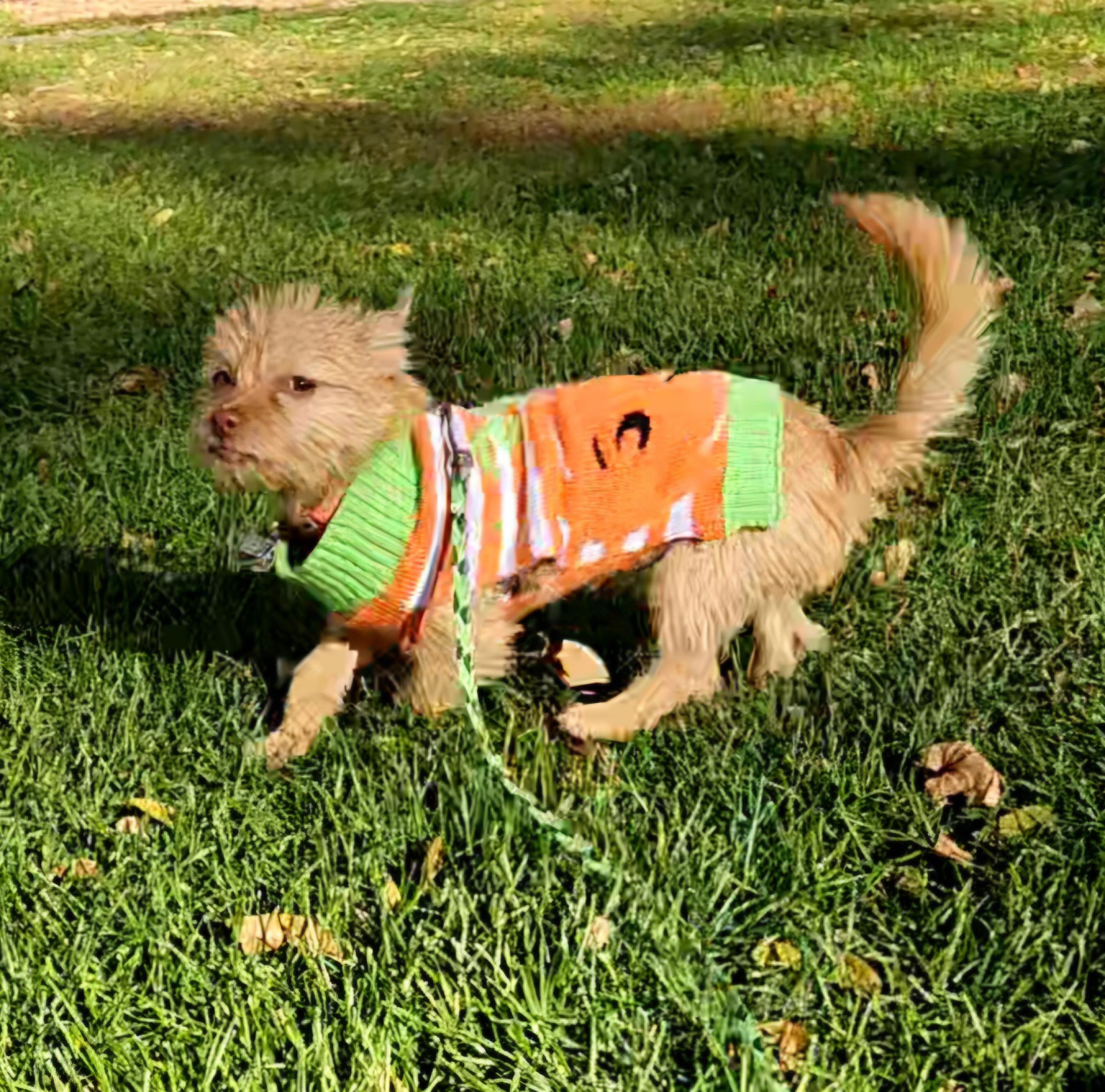 Skye, a Adoptable mixed breed in Chubbuck, ID image 5/6
