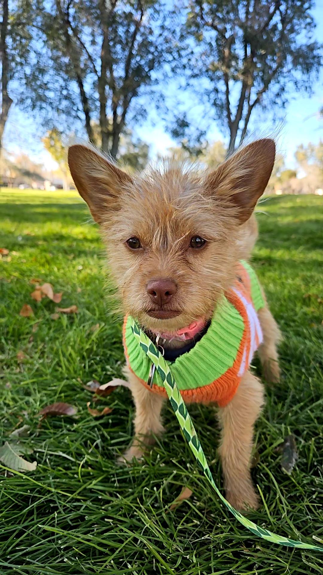Skye, Adoptable, Puppy Female Chihuahua & Shih Tzu.