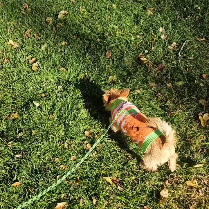 Enlarge Skye, a Adoptable mixed breed in Chubbuck, ID video 2/6