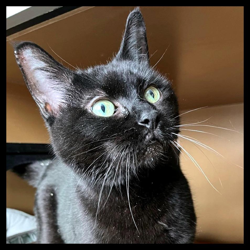 Princess, Adoptable, Senior Female Domestic Short Hair.