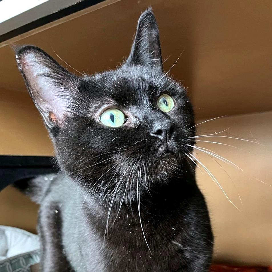 Enlarge Princess, a Adoptable Domestic Short Hair in Laramie, WY image 2/4