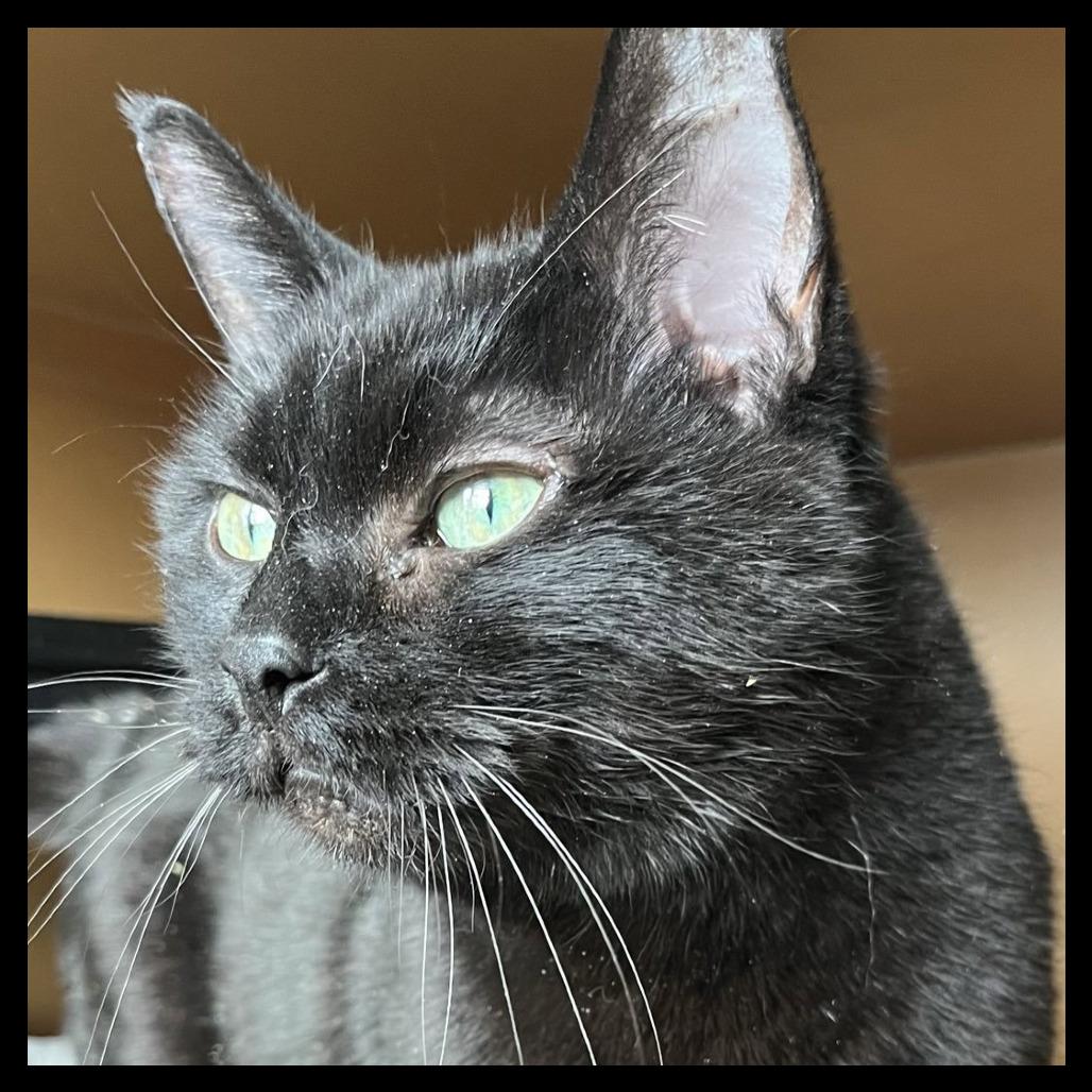 Princess, a Adoptable Domestic Short Hair in Laramie, WY image 2/4