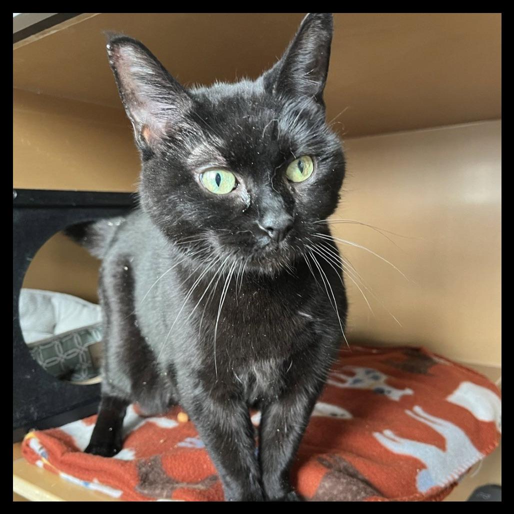 Princess, a Adoptable Domestic Short Hair in Laramie, WY image 3/4