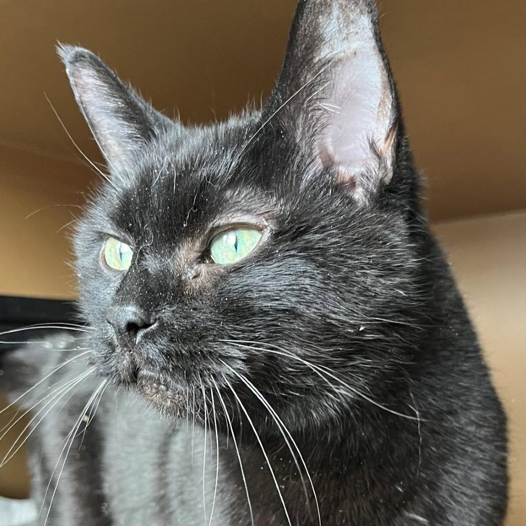 Enlarge Princess, a Adoptable Domestic Short Hair in Laramie, WY image 4/4
