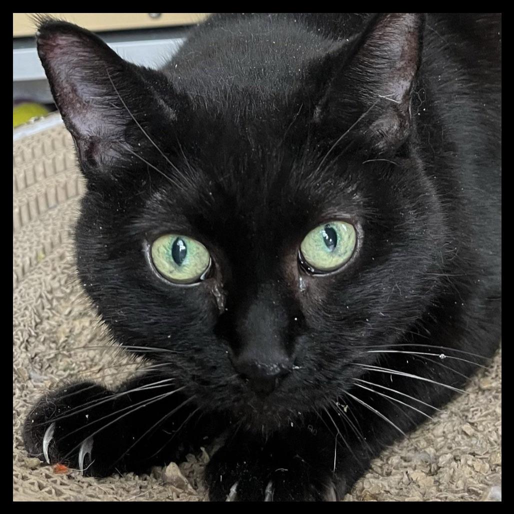 Princess, a Adoptable Domestic Short Hair in Laramie, WY image 4/4