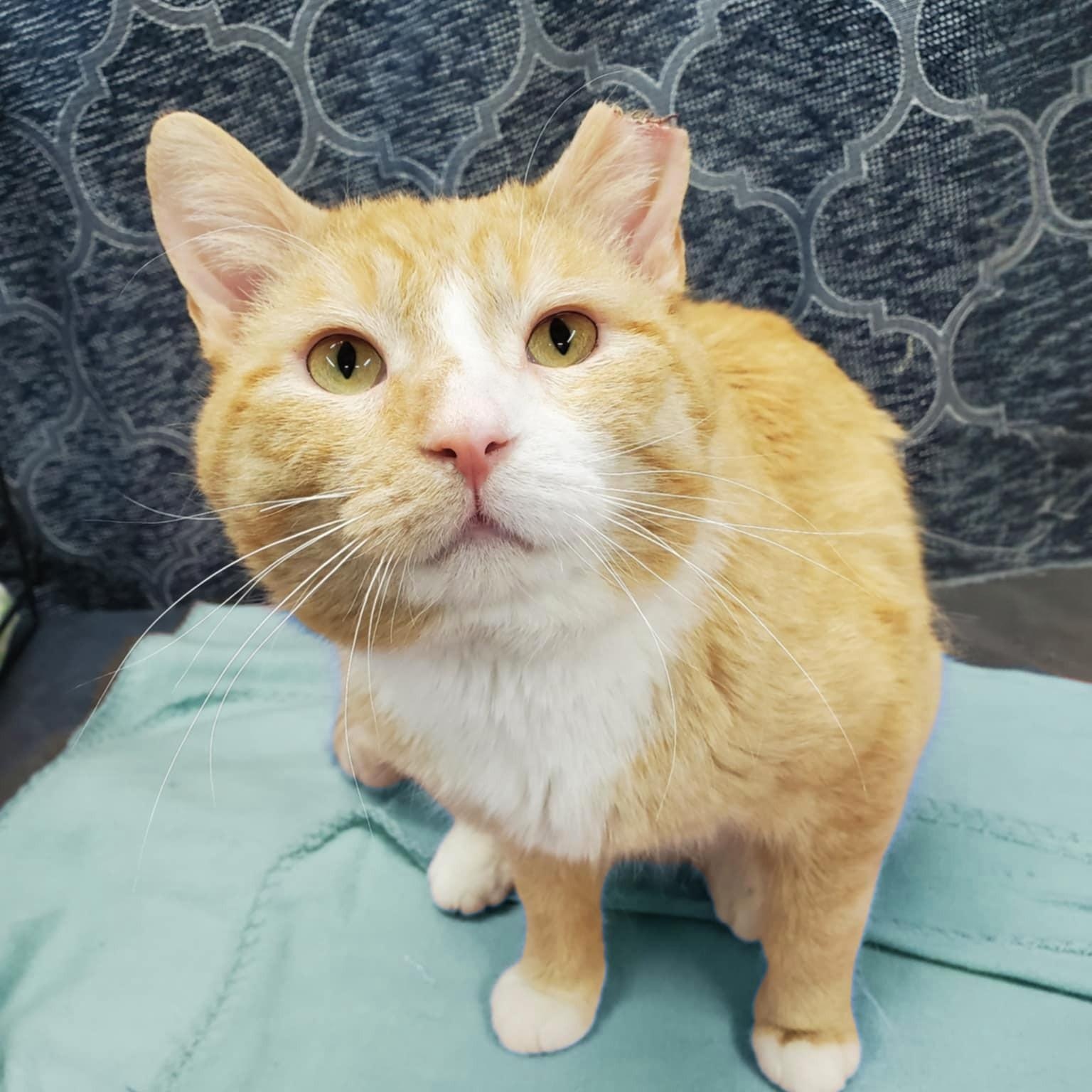 Enlarge William, an adopted Domestic Short Hair in Marseilles, IL image 1/1