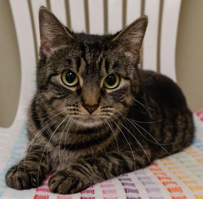 Downy, Adoptable, Adult Female Domestic Short Hair & Domestic Short Hair.