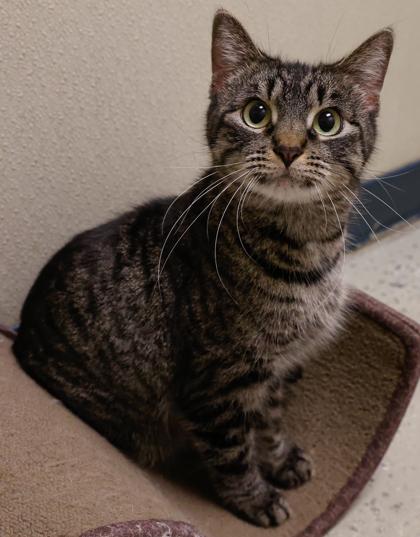 Downy, a Adoptable mixed breed in Baraboo, WI image 2/3