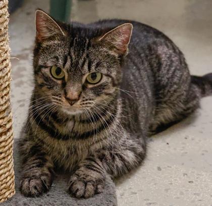 Downy, a Adoptable mixed breed in Baraboo, WI image 3/3