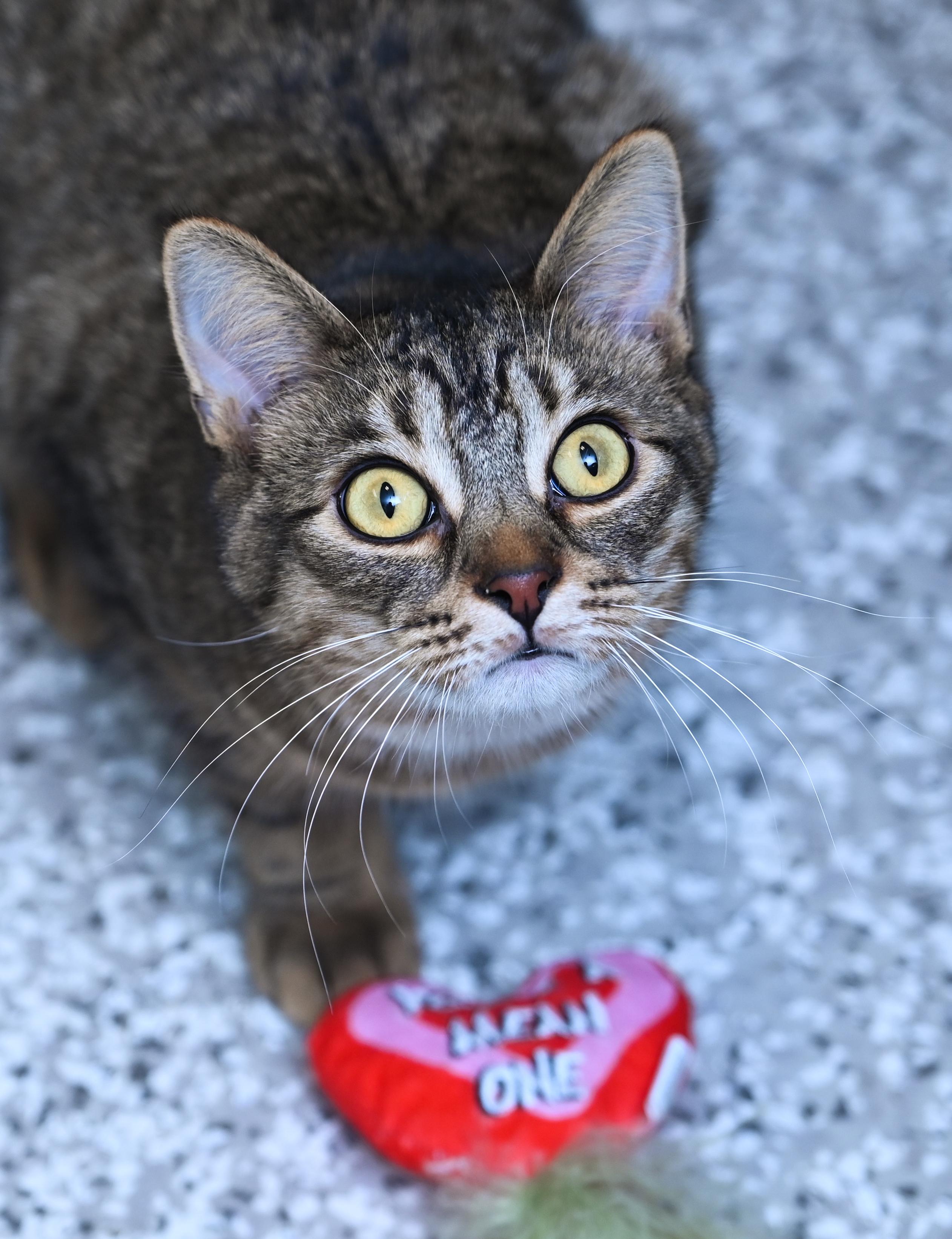 Smores, adopted, Young Male Tabby & Domestic Short Hair.