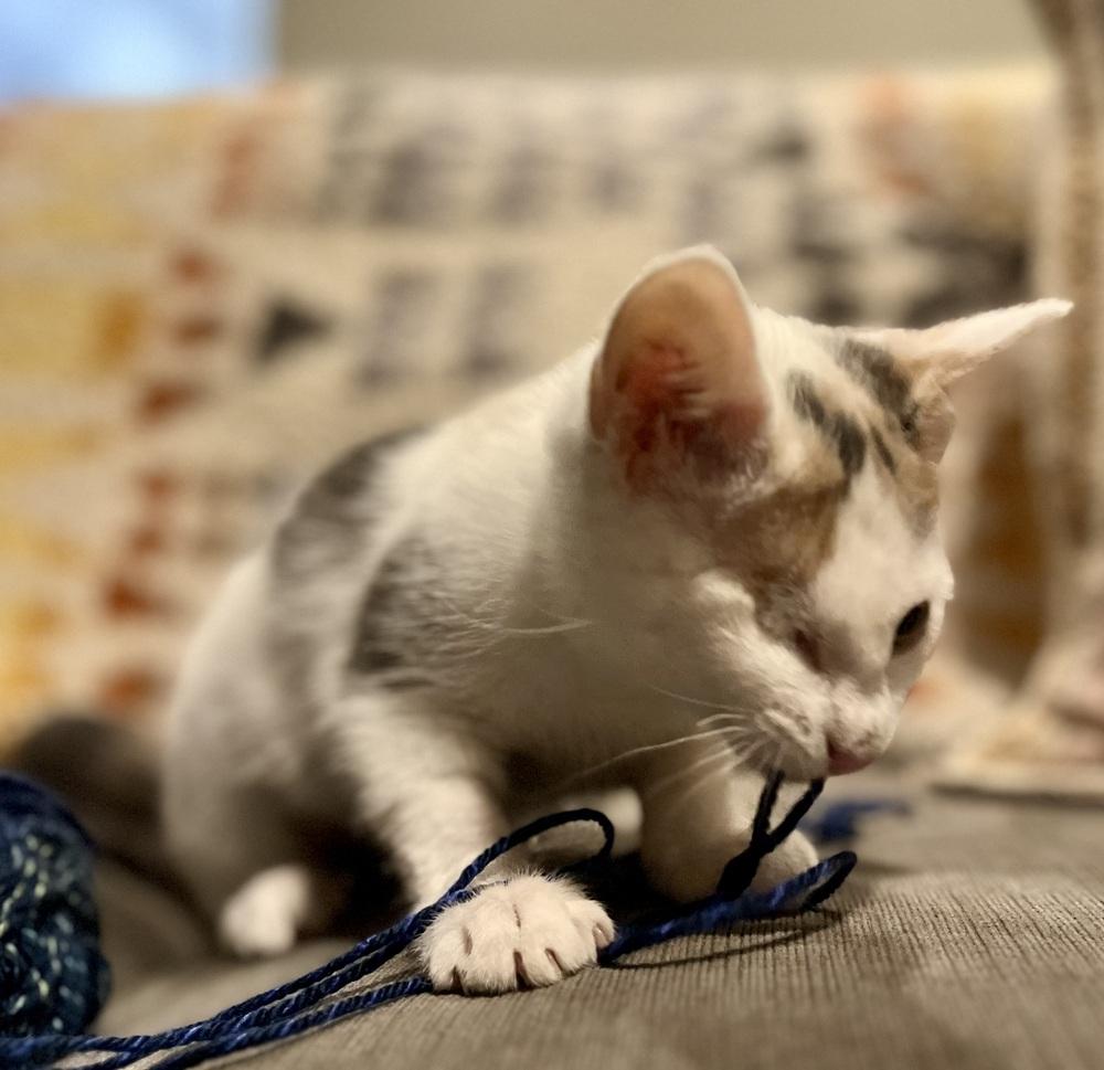 Wednesday, Adoptable, Kitten Female Calico & Domestic Short Hair.