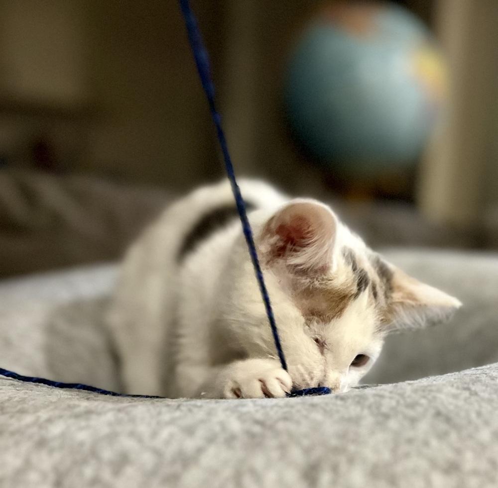 Wednesday, a Adoptable mixed breed in Vienna , VA image 2/6