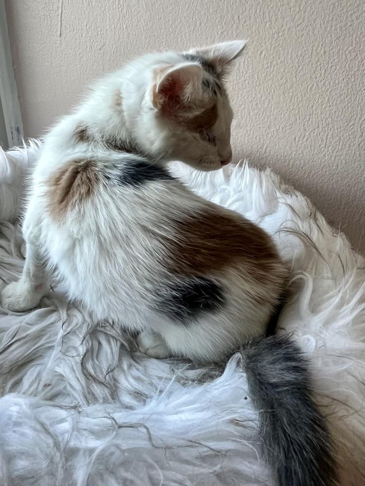 Wednesday, a Adoptable mixed breed in Vienna , VA image 3/6