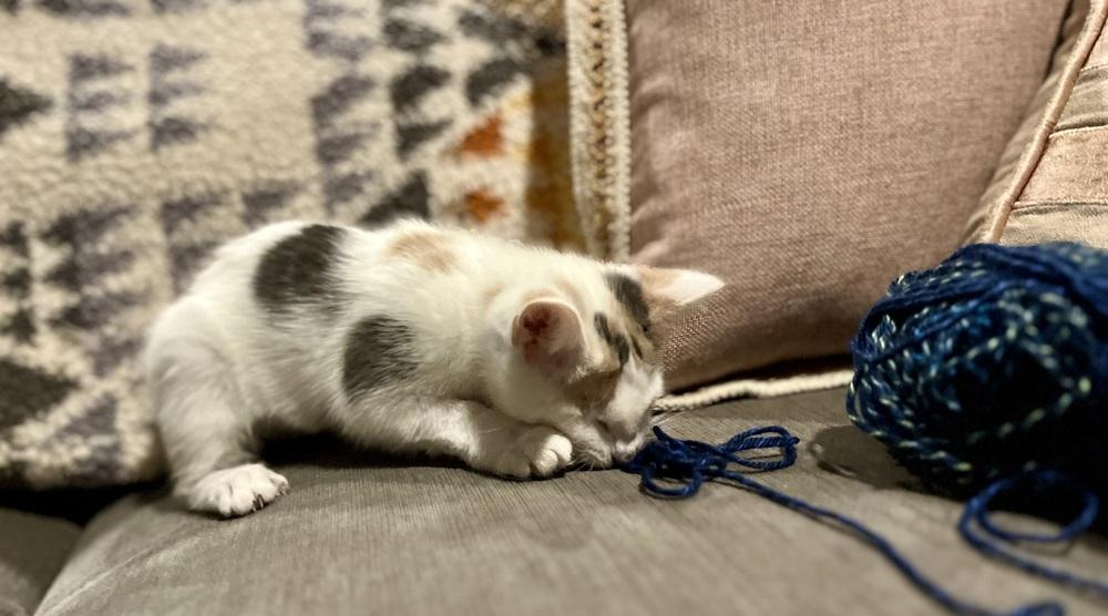 Wednesday, a Adoptable mixed breed in Vienna , VA image 4/6