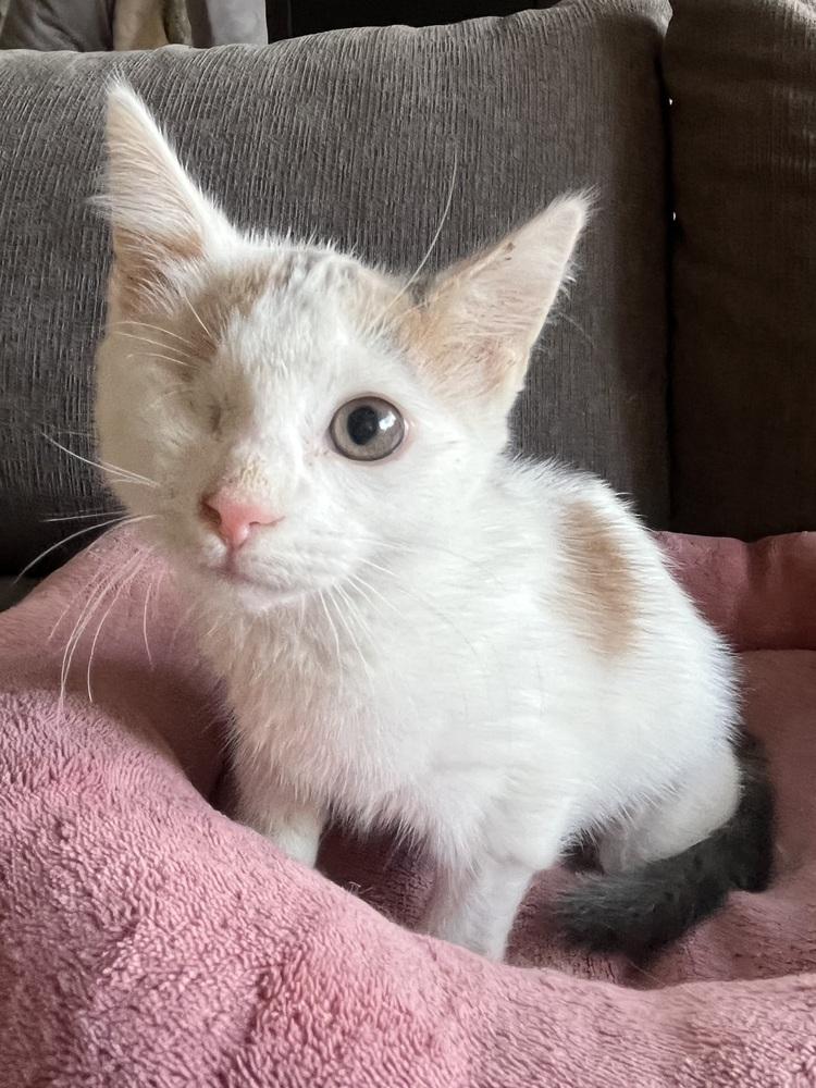 Wednesday, a Adoptable mixed breed in Vienna , VA image 5/6