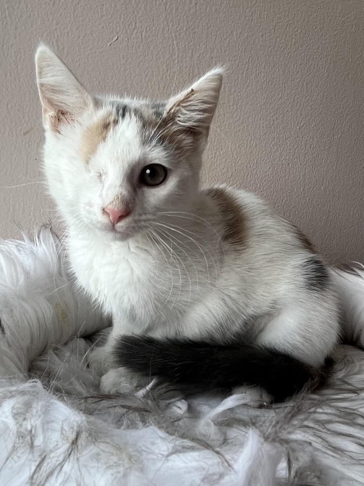 Wednesday, a Adoptable mixed breed in Vienna , VA image 6/6