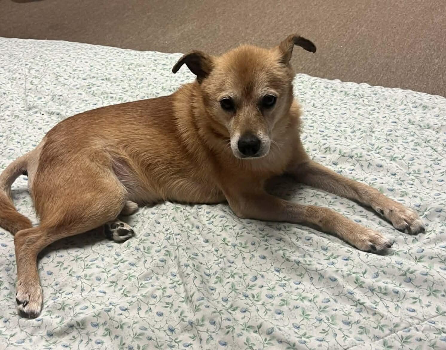 Enlarge Finn, a Adoptable mixed breed in North Olmsted, OH image 2/4