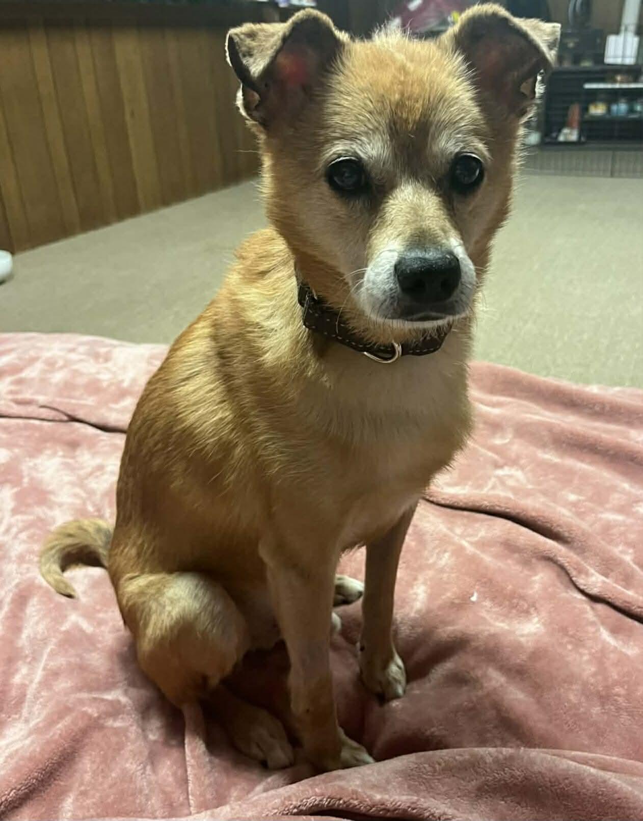 Finn, Adoptable, Adult Male Shiba Inu & Chihuahua.