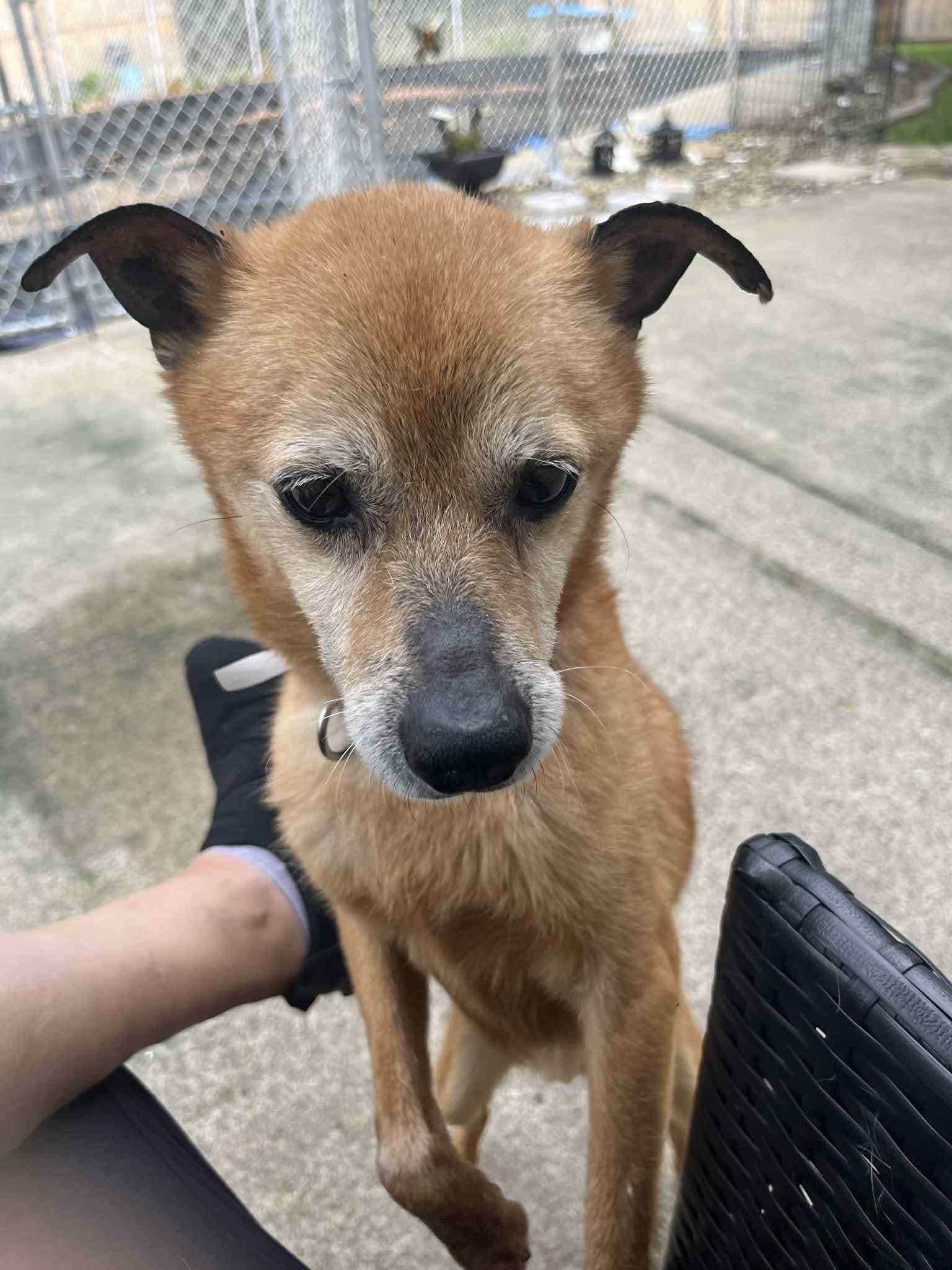 Enlarge Finn, a Adoptable mixed breed in North Olmsted, OH image 3/4